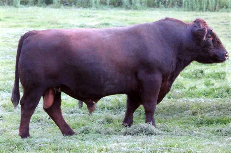 Shorthorn Bulls
